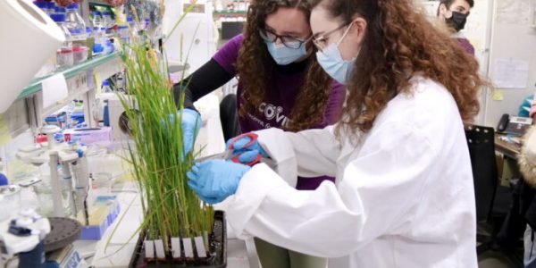 Estudiants del Segrià participen en la creació d’una vacuna de la COVID-19 utilitzant plantes d’arròs